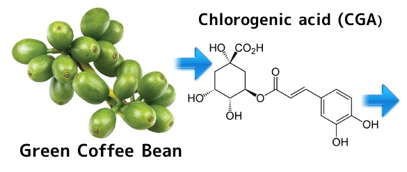 Acide Chlorogenique pour maigrir